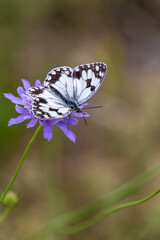 Macrophotographie insecte - Melanargia occitanica (l'Échiquier d'Occitanie)