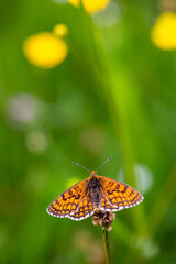 Macrophotographie insecte - Mélitée du plantain (Melitaea cinxia)