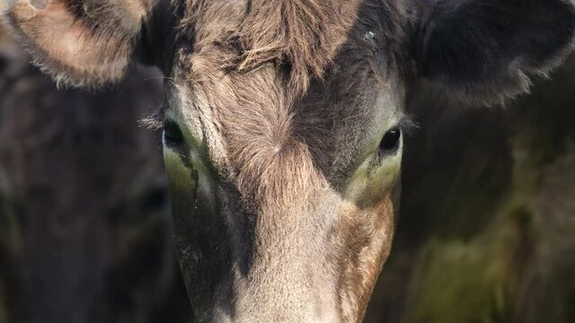 Close up of Stud Beef bulls, cows and calves grazing on grass in a field, in Australia. breeds of cattle include speckled park, murray grey, angus, brangus and wagyu on long pasture in spring and summ