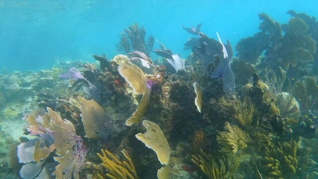 Sea Fans waiving in slow motion in the ocean 4K