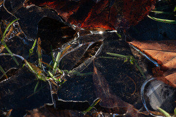 The first ice covered the remaining leaves