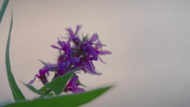 Close Up Of Purple Loosestrife Flower Blown By The Wind. rack focus