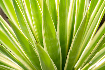 Сlose-up of agave leaves with black thorns. 