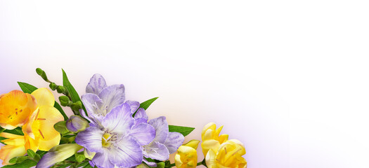 Purple and yellow freesia flowers in a corner floral arrangement on white and gradient background
