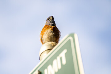 Western bluebirds (Sialia mexicana). Wildlife photography.