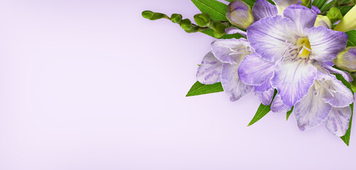 Freesia flowers in a corner floral arrangement on lilac background