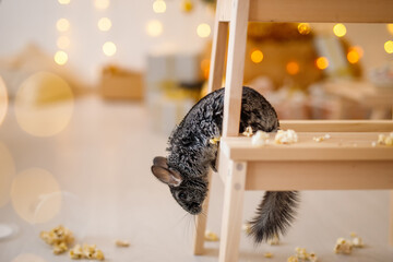 Portrait of cute brown chinchilla sitting on a stool and eating popcorn on a background of Christmas decorations and Christmas lights.
