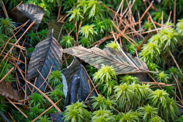 秋の福島・裏磐梯・五色沼周辺のハイキングコースで見つけた美しい苔