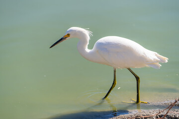 Naklejka premium Snowy egret (Egretta thula) walks the shallow lake.