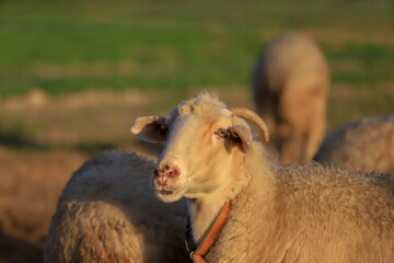 Close face of sheep standing in green meadow are four-legged ruminant mammals, typically kept as livestock, Lamb in the field in the countryside.