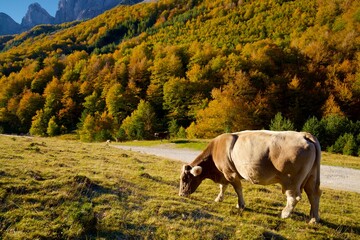 Cow in the Pyrenees
