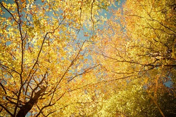Autumn forest in the Pyrenees