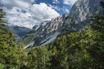 Forest scene with fir trees and Alps mountains in background, Gosau region, Austria