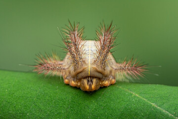 bug-nature marco photography	
