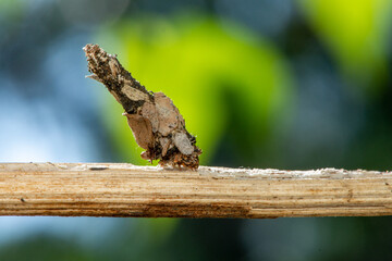 Bagworm moths (Psychidae)-that disguises itself with debris to avoid getting eaten by predators