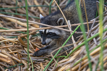 Raccoon holds food in its paws and eats.