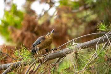 Great-tailed Grackle (female) sitting on a tree. 