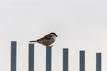 Sparrow on a dark metal fence at morning