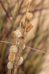 Macro view of the many dry squill seed capsule