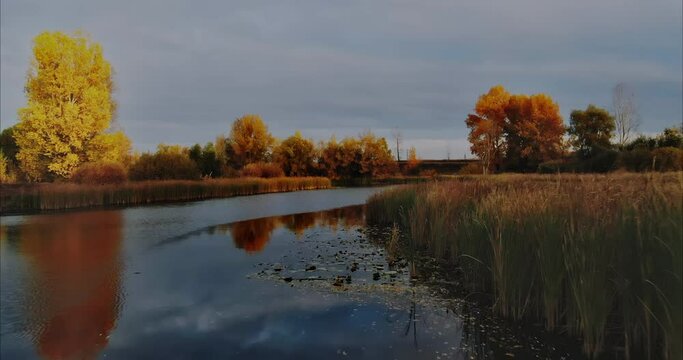 Drone flies over the lake, the dark surface of the water. There are reeds and trees all around. Foliage of the trees is yellow and crimson, golden autumn. Trees are reflected in the dark water of the