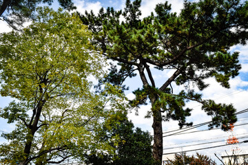 伊丹廃寺を散策する