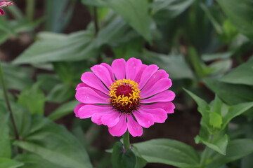 Obraz premium 初夏の庭に咲くピンク色のヒャクニチソウの花