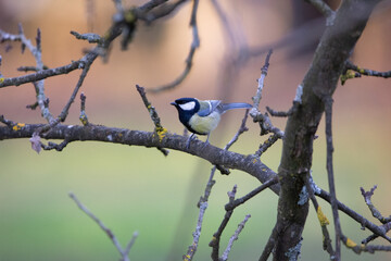 Great tit on a branch and is about to start