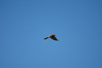 Kestrel in the sky