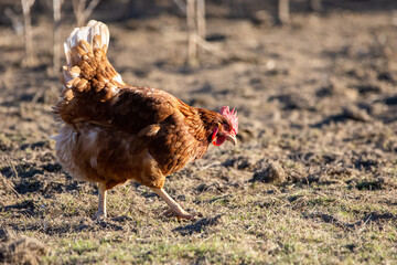 Brown chicken pecks for feed