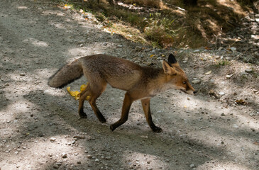 zorro pasea en busca de comida