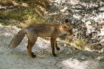 zorro pasea en busca de comida