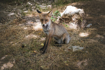 zorro pasea en busca de comida