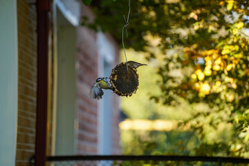 birds on a sunflower in the garden 