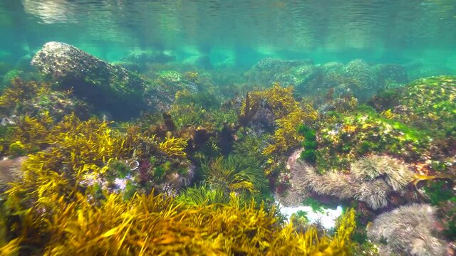 Underwater seascape, shallow ocean floor with rocks covered by algae and clear water, Eastern Atlantic, Spain, Galicia