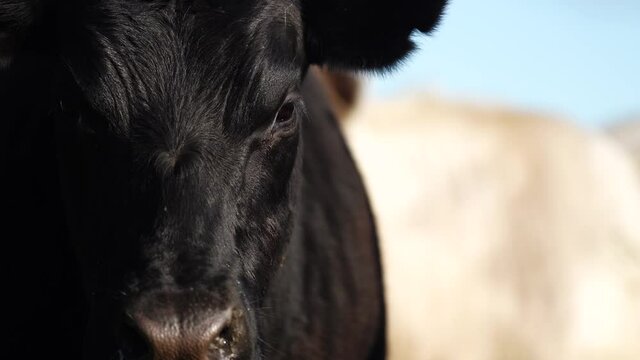 Close up of Stud Beef bulls, cows and calves grazing on grass in a field, in Australia. breeds of cattle include speckled park, murray grey, angus, brangus and wagyu on long pasture in spring and summ