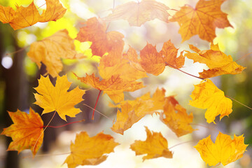 Naklejka na ściany i meble falling autumn yelow leafs on blured forest natural background