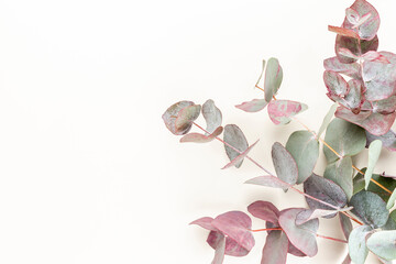 Eucalyptus composition. Pattern made of various colorful flowers on white background. Flat lay stiil life.