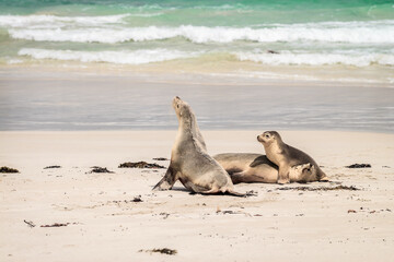 Sea lions reasting on the beach