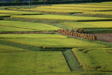 日本の棚田