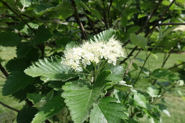Corymb of white flowers of Sorbus aria in mid May