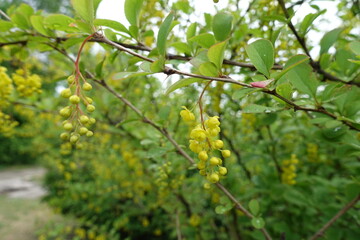 Buds and yellow flowers of Berberis vulgaris in May