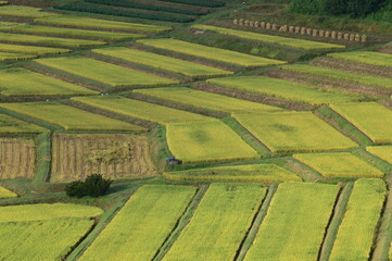 日本の棚田