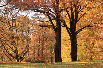 Fototapeta na wymiar Herbst im Branitzer Park