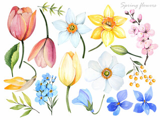 Watercolor illustration. Spring flowers set. Tulip, daffodil, violet on a white background.