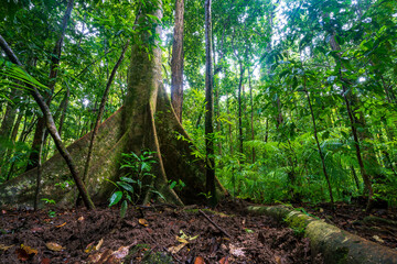 Beautiful wet tropics forest in Mossman Gorge UNESCO heritage site, Queensland, Australia