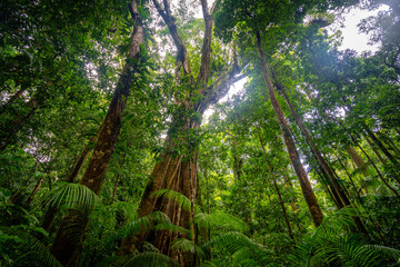 Beautiful wet tropics forest in Mossman Gorge UNESCO heritage site, Queensland, Australia - obrazy, fototapety, plakaty