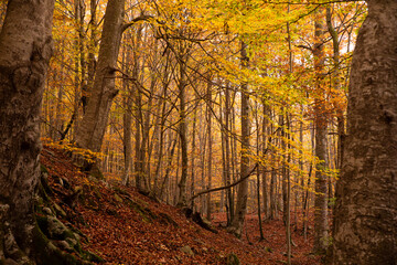 Forest in an Autumn landscape with colorful trees