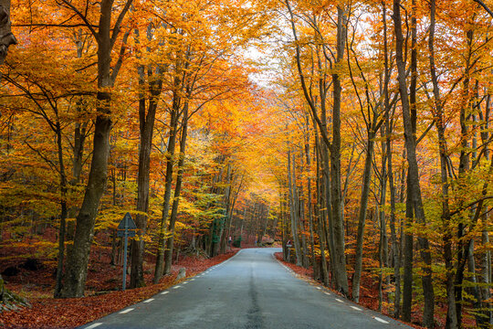 Road to nowhere in a autumn colorful forest 