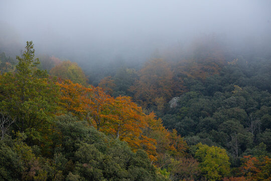 Forest with fog in an Autumn landscape 
