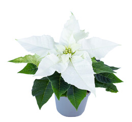 Top view of white poinsettia flower isolated on white - obrazy, fototapety, plakaty